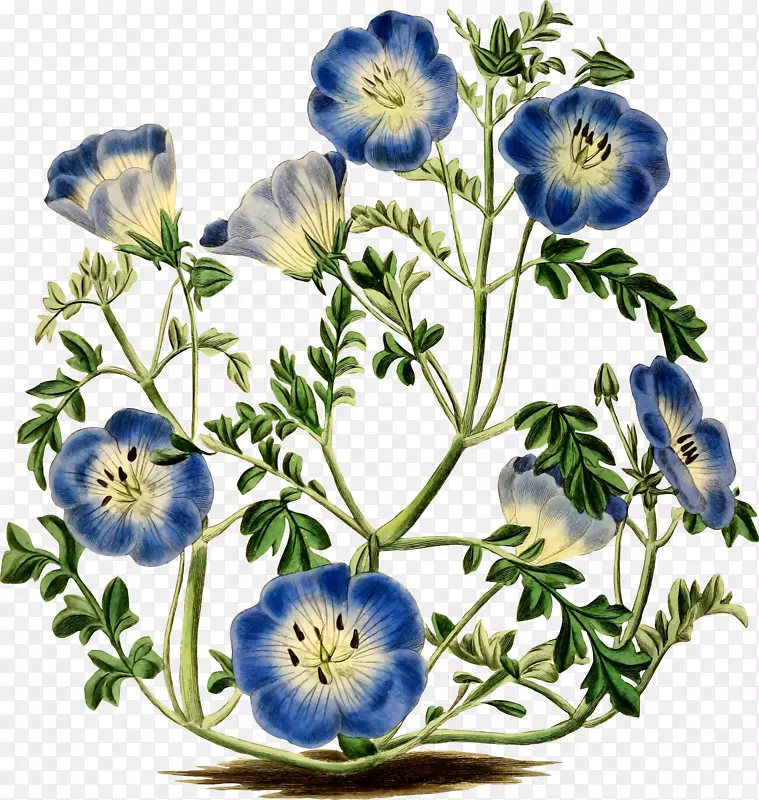 孟席斯的蓝眼睛花植物学插图-花