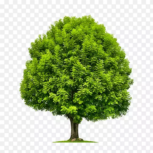 翡翠灰钻树绿灰砧木摄影灌木-鲍姆