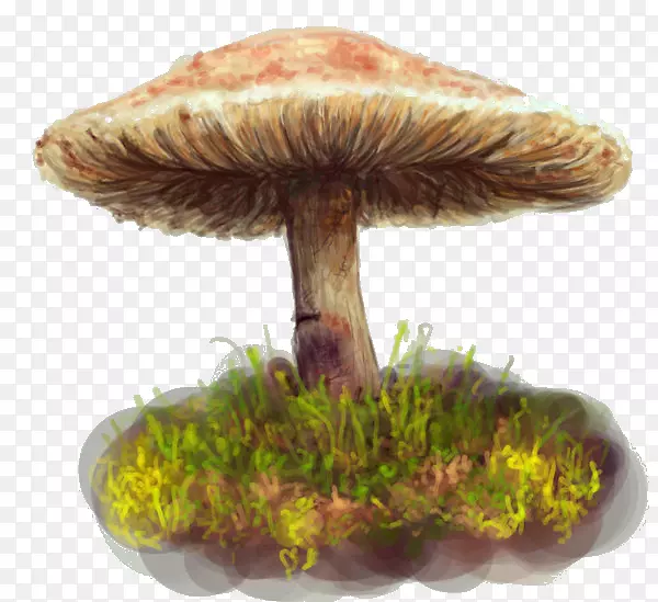 食用菌药用真菌-蘑菇