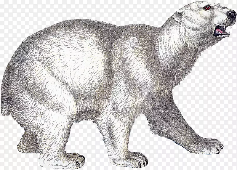 阿拉斯加苔原狼北极熊野生动物毛皮北极熊