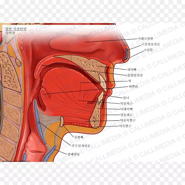人口腔软腭解剖舌