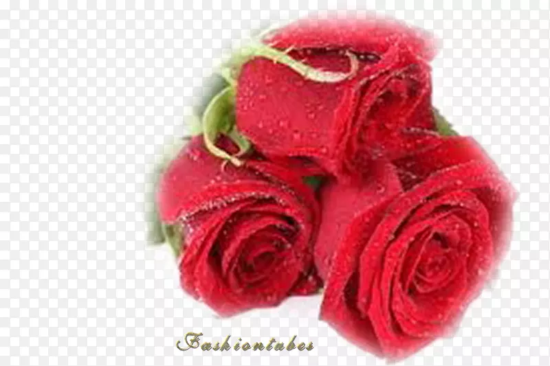 最佳玫瑰桌面壁纸红花
