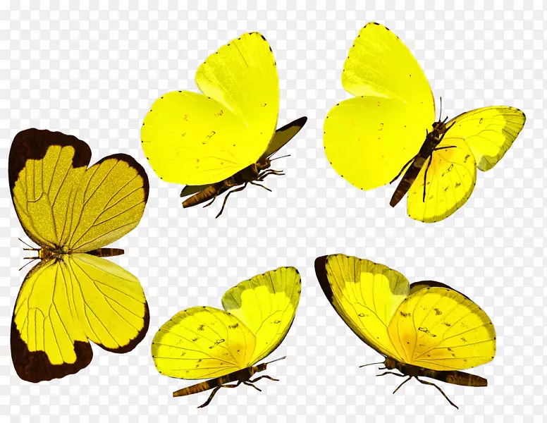 云彩的黄帝王蝴蝶，毛茸茸的蝴蝶-蝴蝶