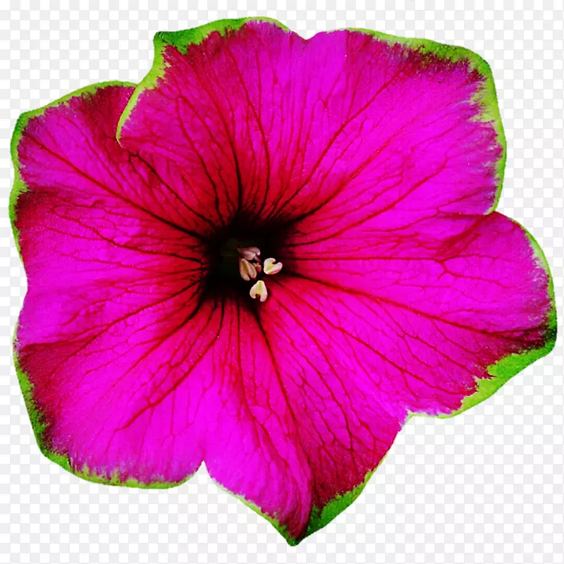 迷迭香紫红色一年生草本植物紫罗兰