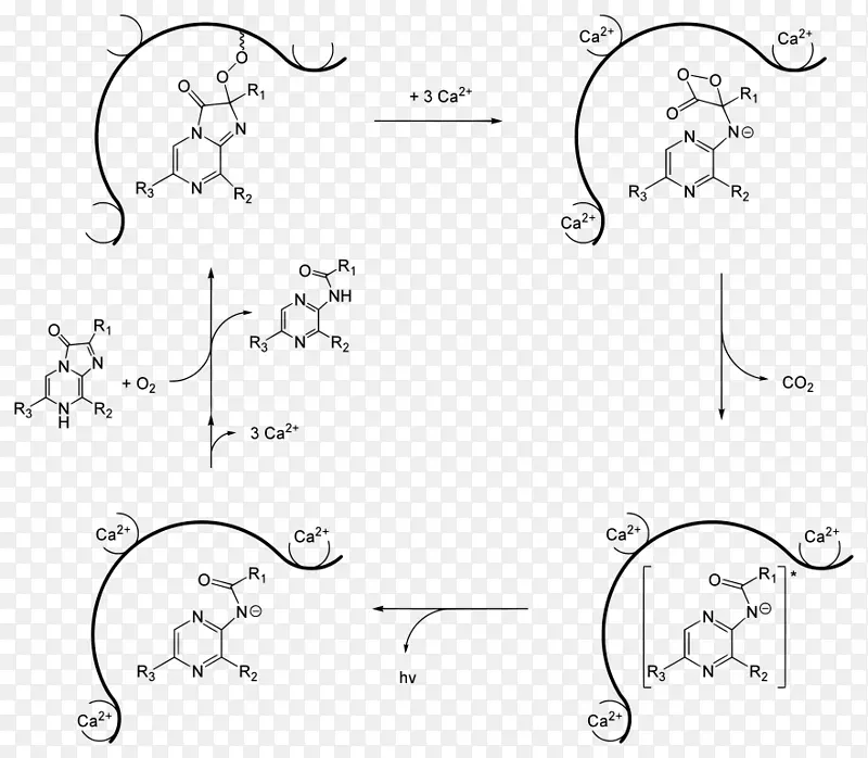 水母、红杉苷、维多利亚荧光素酶-生物发光机理