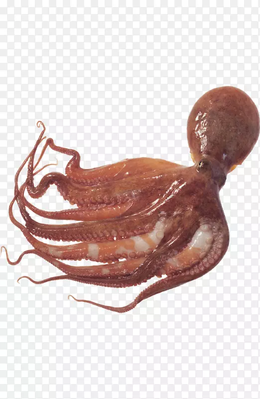 巨型太平洋章鱼作为食物典型的章鱼