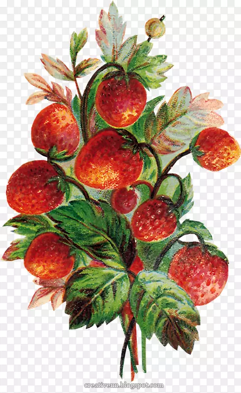 草莓超食天然食品
