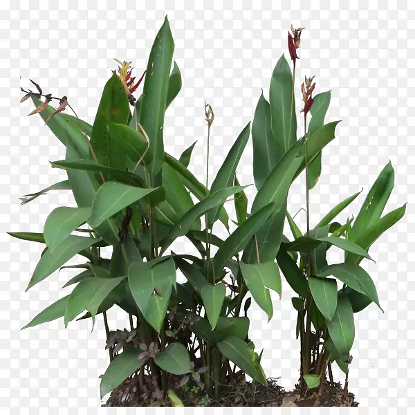 叶花盆植物茎-海棠植物