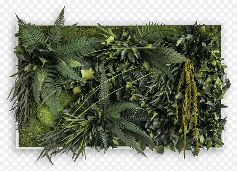 园林装饰绿墙树植物-植物材料图片