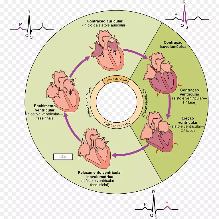 心脏周期收缩期心脏舒张期心肌-心脏