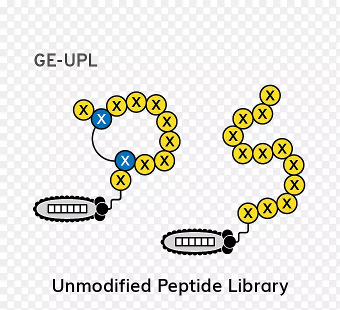肽噬菌体展示文库遗传标记线性剪裁