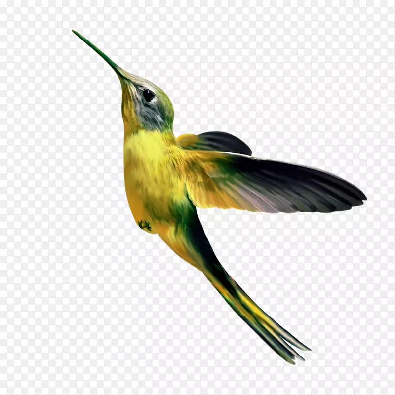 蜂鸟公壁鹦鹉飛翔的小鳥-鸟