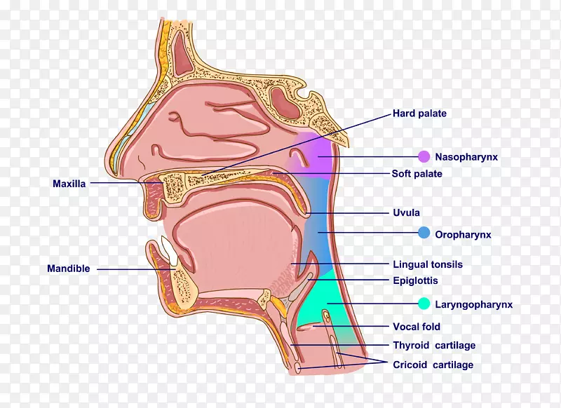 咽口耳解剖颈耳