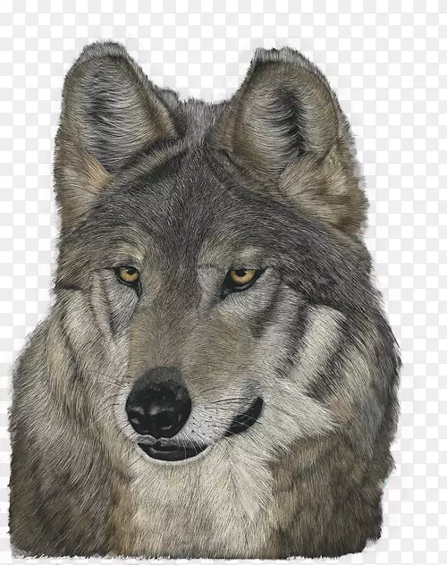 萨鲁士狼狗捷克斯洛伐克狼犬塔马斯干狗昆明狼狗普通话灰狼