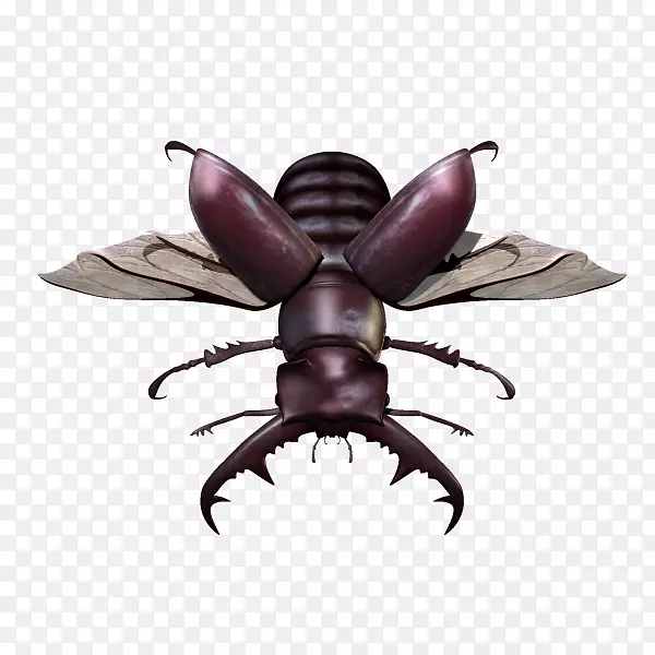 甲虫翅甲虫计算机软件甲虫