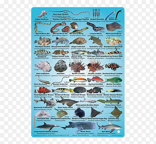 海报动物生物鱼版杂志-鱼