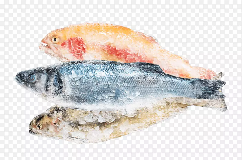 沙丁鱼产品太平洋桑树油性鱼类-鱼类