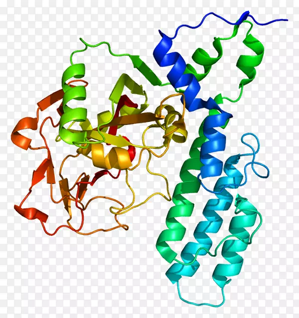 聚(adp-核糖)聚合酶parp 3 tiparp基因腺苷二磷酸erm蛋白家族