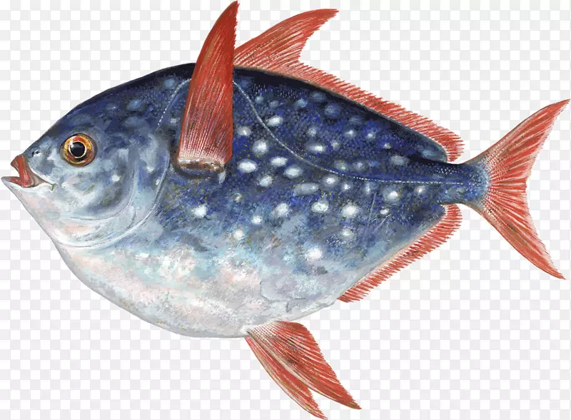 鱼类产品海洋生物油性鱼类沙丁鱼