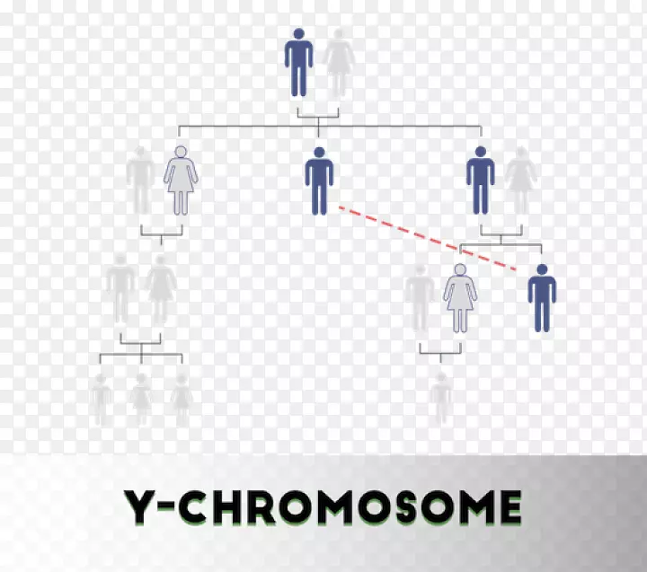 dna亲子鉴定y染色体dna谱无创产前检验dna检测