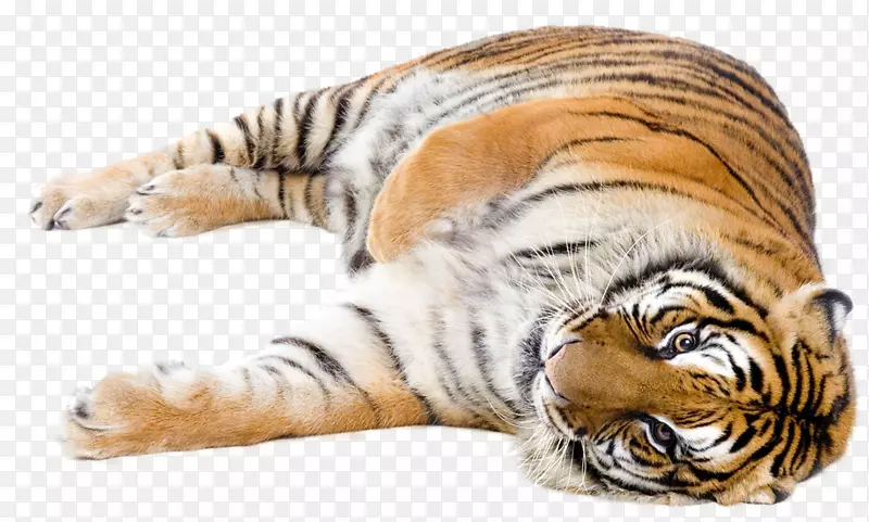猫科狮子，孟加拉虎，西伯利亚虎-猫