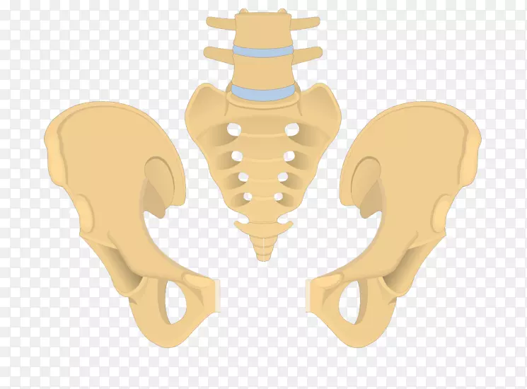 髋骨骨盆髂骨闭孔-骶骨