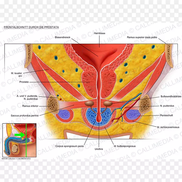 前列腺膀胱骨盆泌尿生殖系统解剖舌