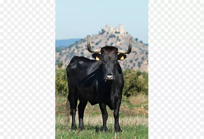 乳牛Negra andaluza avile a-黑色伊比利亚阿斯特里亚河谷牛Andalusia-blonda