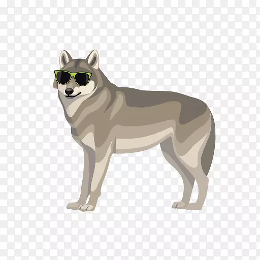 雪橇狼犬捷克斯洛伐克狼狗西伯利亚哈士奇犬品种颅面部手术