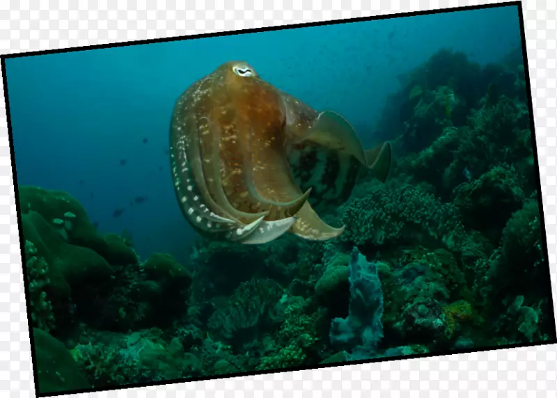 八爪章鱼海洋生物-探险厨房