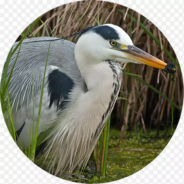海岛白鹭营养湿地-鸟类