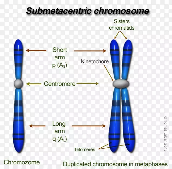 真核生物染色体结构dna着丝粒遗传学动粒