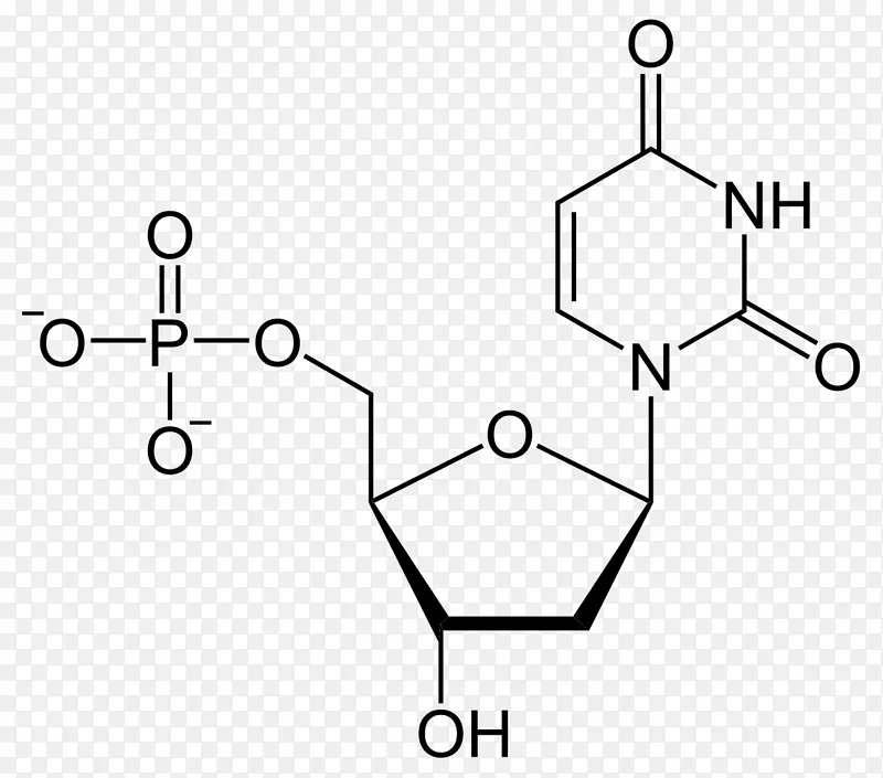 脱氧尿苷单磷酸腺苷二磷酸尿苷胸苷