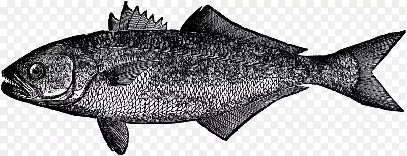 乳鱼海洋生物产品海洋-鱼类