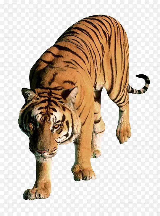 猫科狮子孟加拉虎白虎-猫