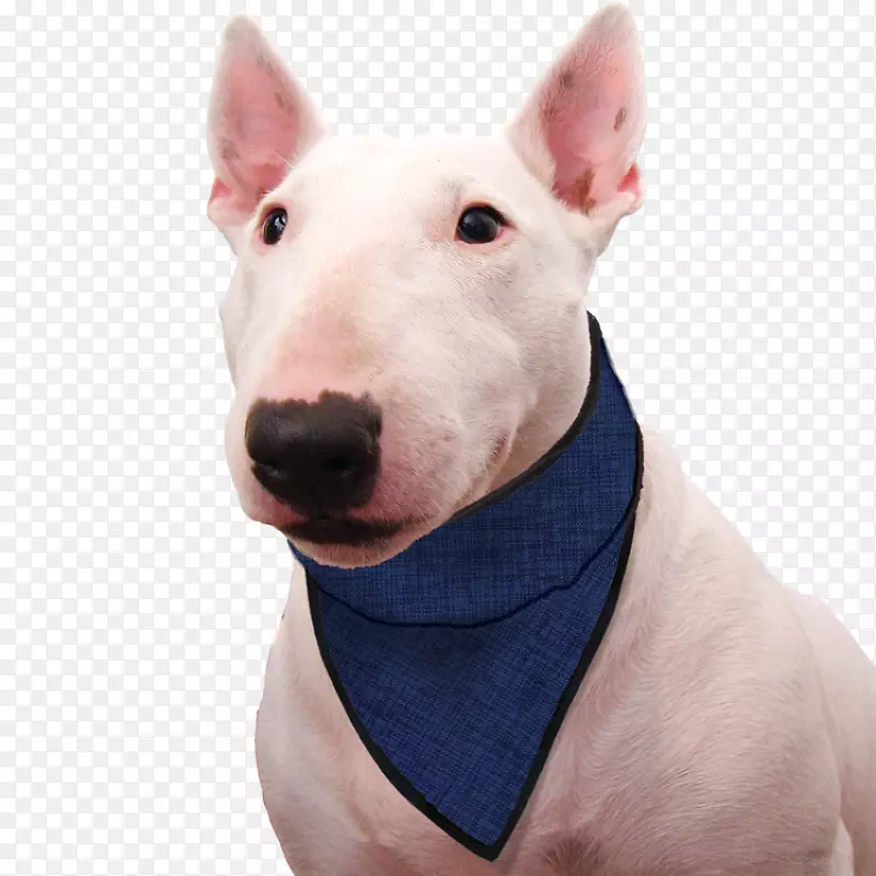 狗头巾服装领狗
