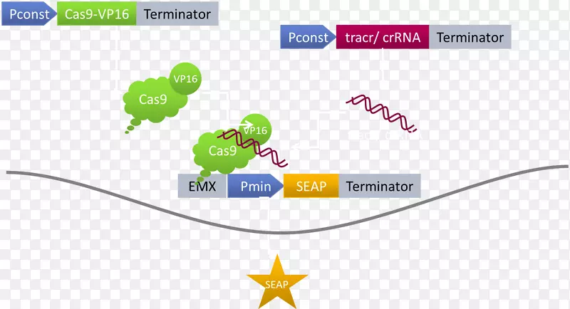 dcs 9激活系统单纯疱疹病毒蛋白vmw 65 CRISPR-交通灯