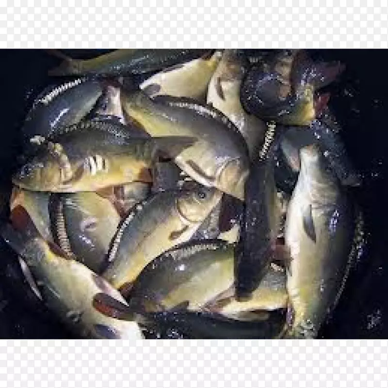 锦鸡油鱼沙丁鱼