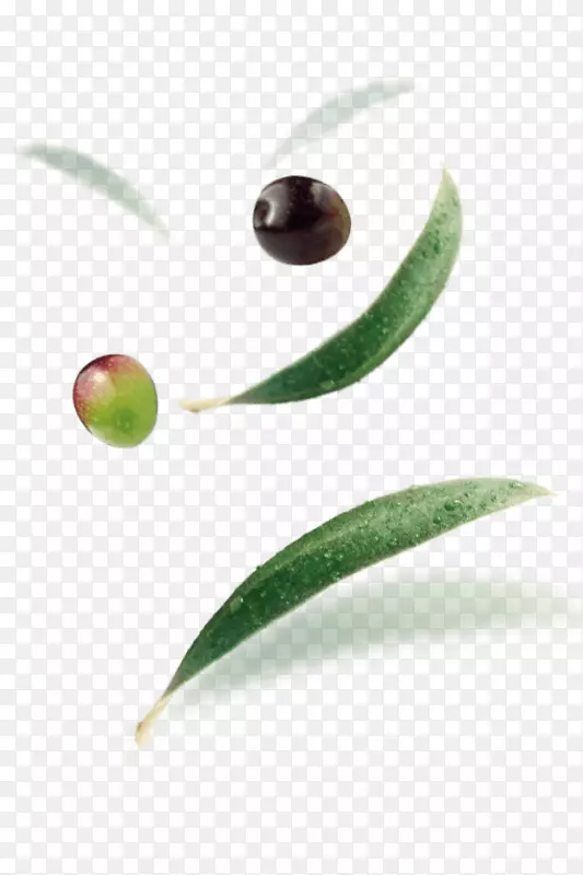 墨西哥橄榄Madama Oliva s.r.l.小吃绿豆橄榄