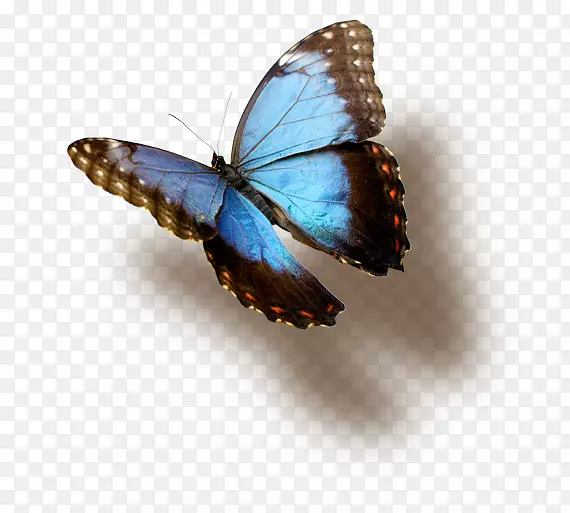 亚利桑那州帝王蝴蝶自然选择蓝蝴蝶