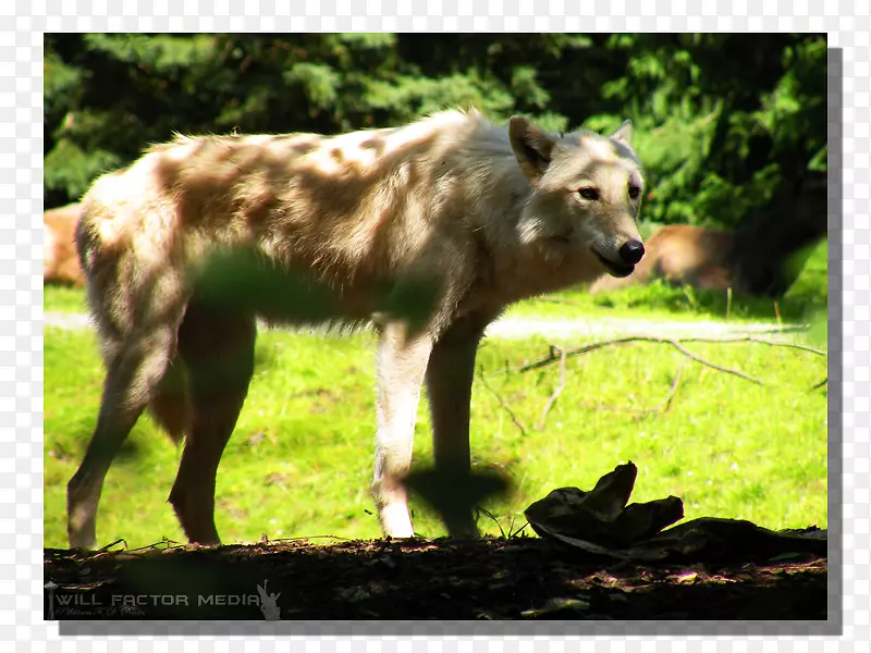 野生动物灰狼动物鼻子陆生动物林地公园动物园