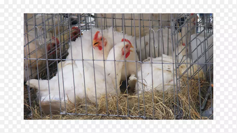 鸡动物群、喙鸡作为食物-禽类兽医