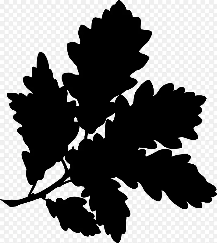 英国橡木水栎无柄橡木植物学插图-橡树
