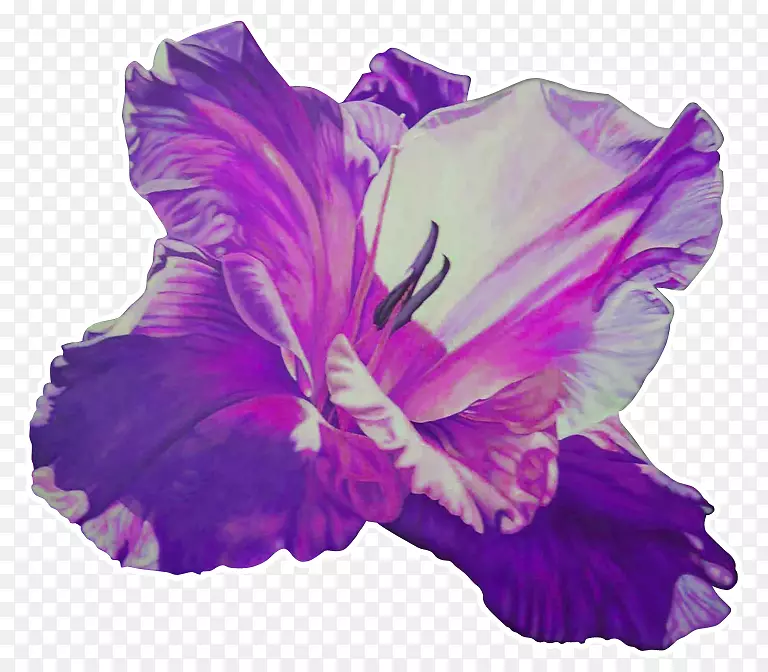 迷迭香紫唐菖蒲草本植物紫罗兰