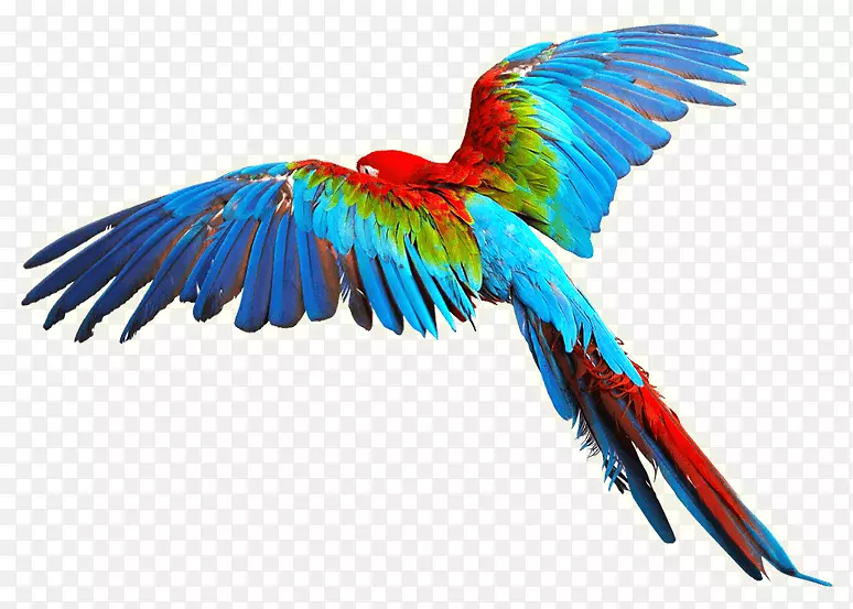 鹦鹉鸟，朱红金刚鹦鹉，剪贴画-五颜六色的翅膀