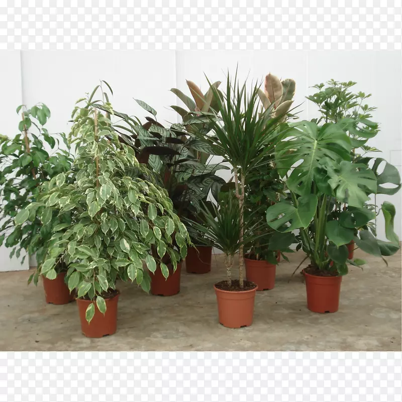 室内植物，纸质植物，矮伞树，龙须菜-植物