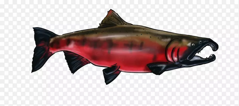 科荷鲑鱼09777方形鲨鱼动物-太平洋白纹海豚