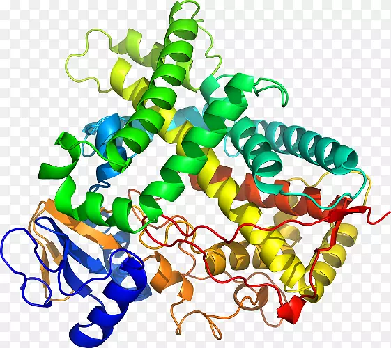 细胞色素P 450 CYP1A2酶CYP2C19-细胞色素P 450家族1成员A1