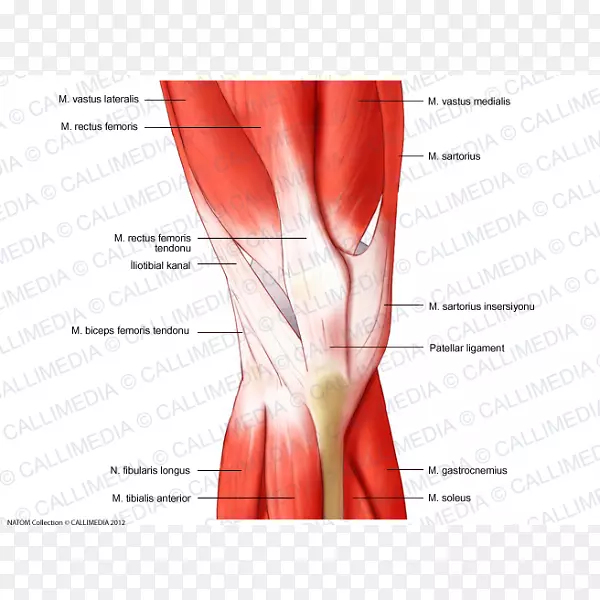 膝直肌人体解剖-股直肌
