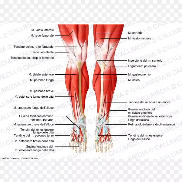 膝肌人体解剖肌肉系统-股直肌